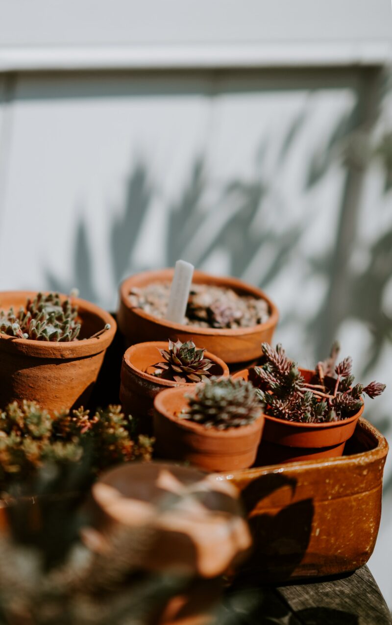Terracotta potted plants