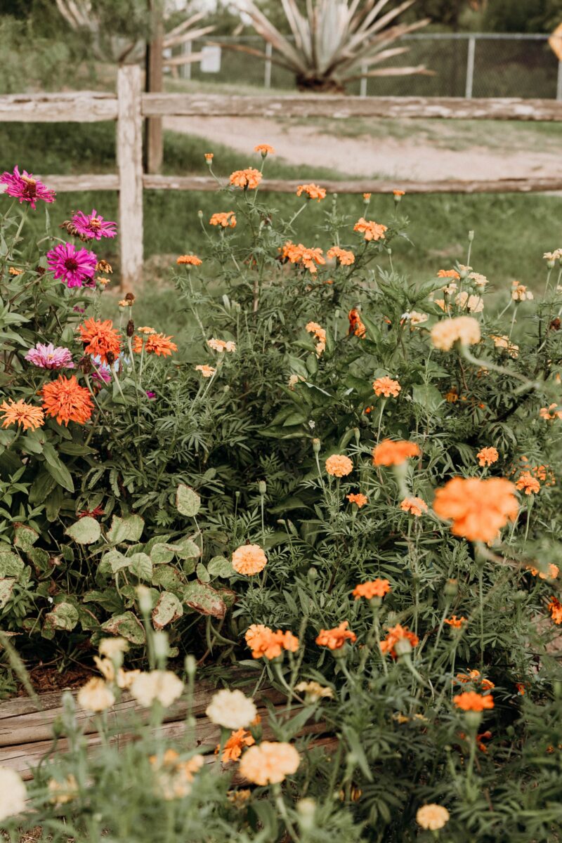 garden with flowers
