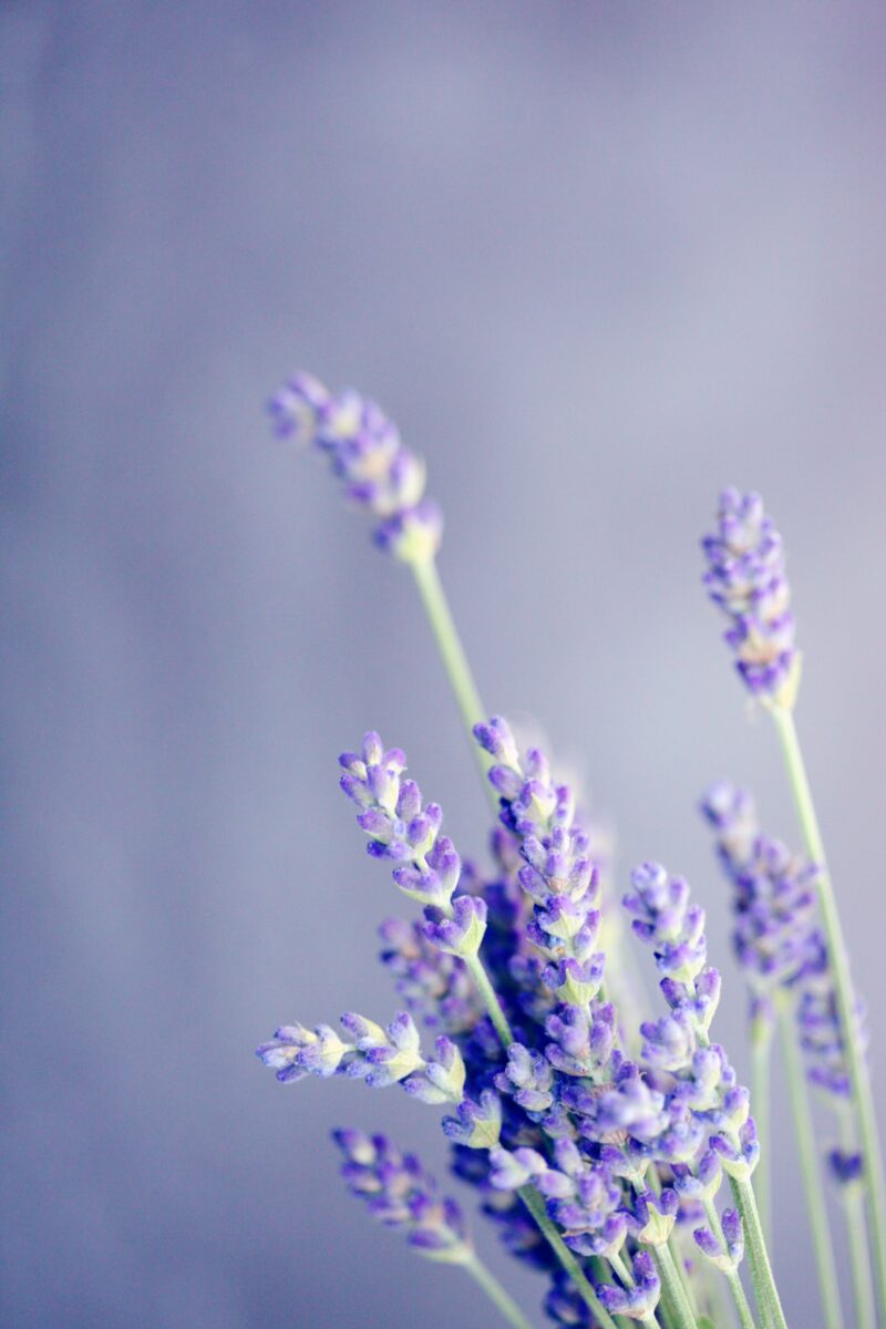 lavender buds