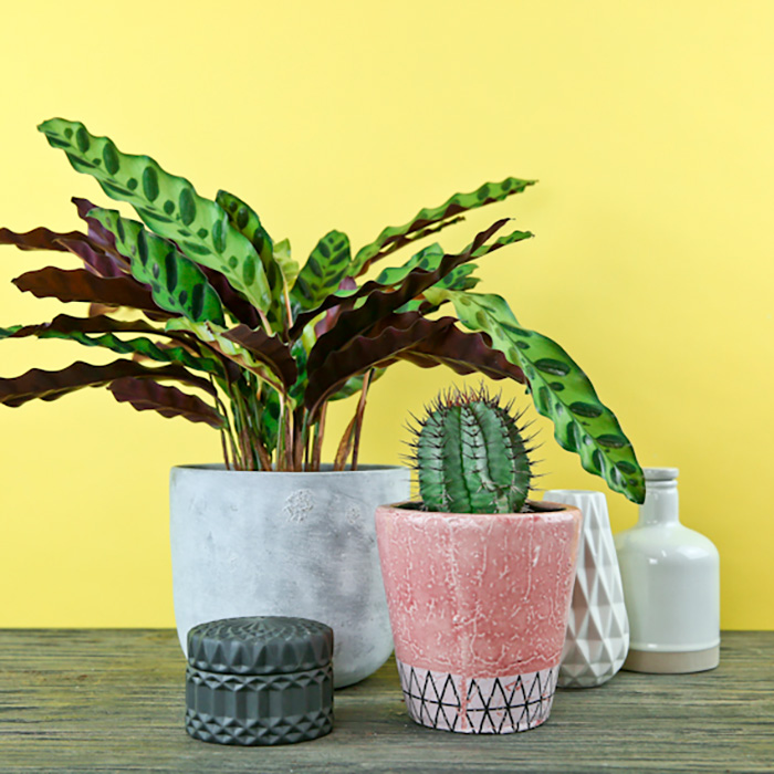 collection of bloombox club plants