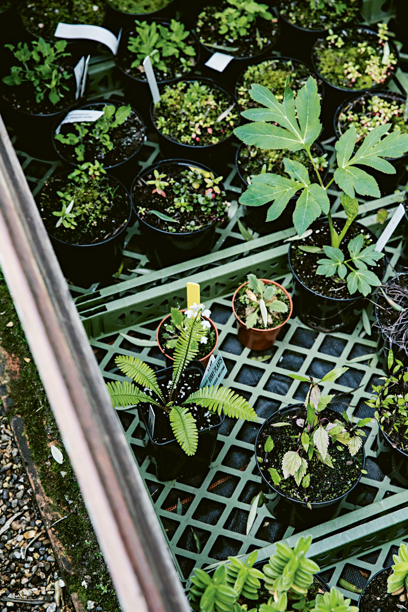 Extracted from Root, Nurture, Grow by Caro Langton and Rose Ray of Ro Co (Quadrille, £18) Photography © Erika Raxworthy