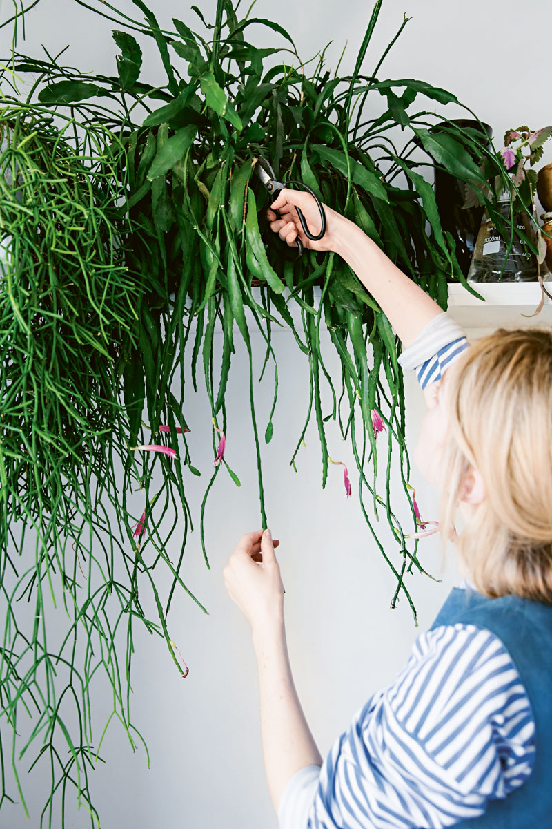 Extracted from Root, Nurture, Grow by Caro Langton and Rose Ray of Ro Co (Quadrille, £18) Photography © Erika Raxworthy
