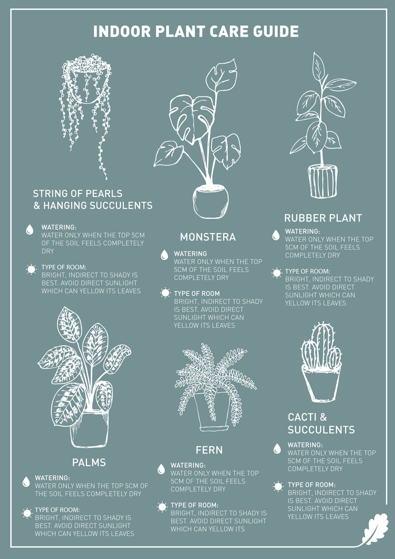 Plant Care Guide Infographic