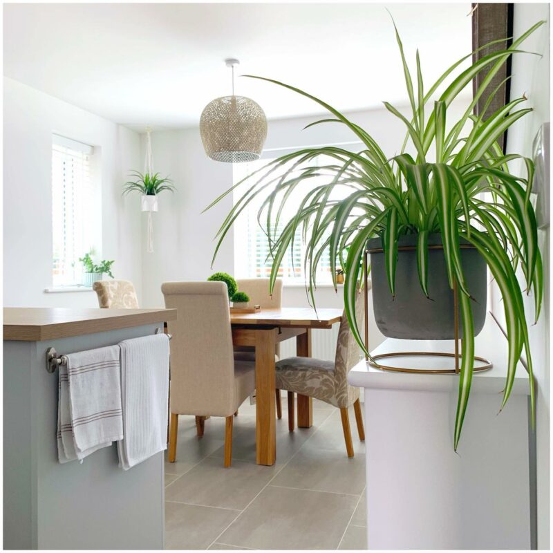 Dorset dining table paired with upholstered dining chairs in a contemporary kitchen/diner setting.