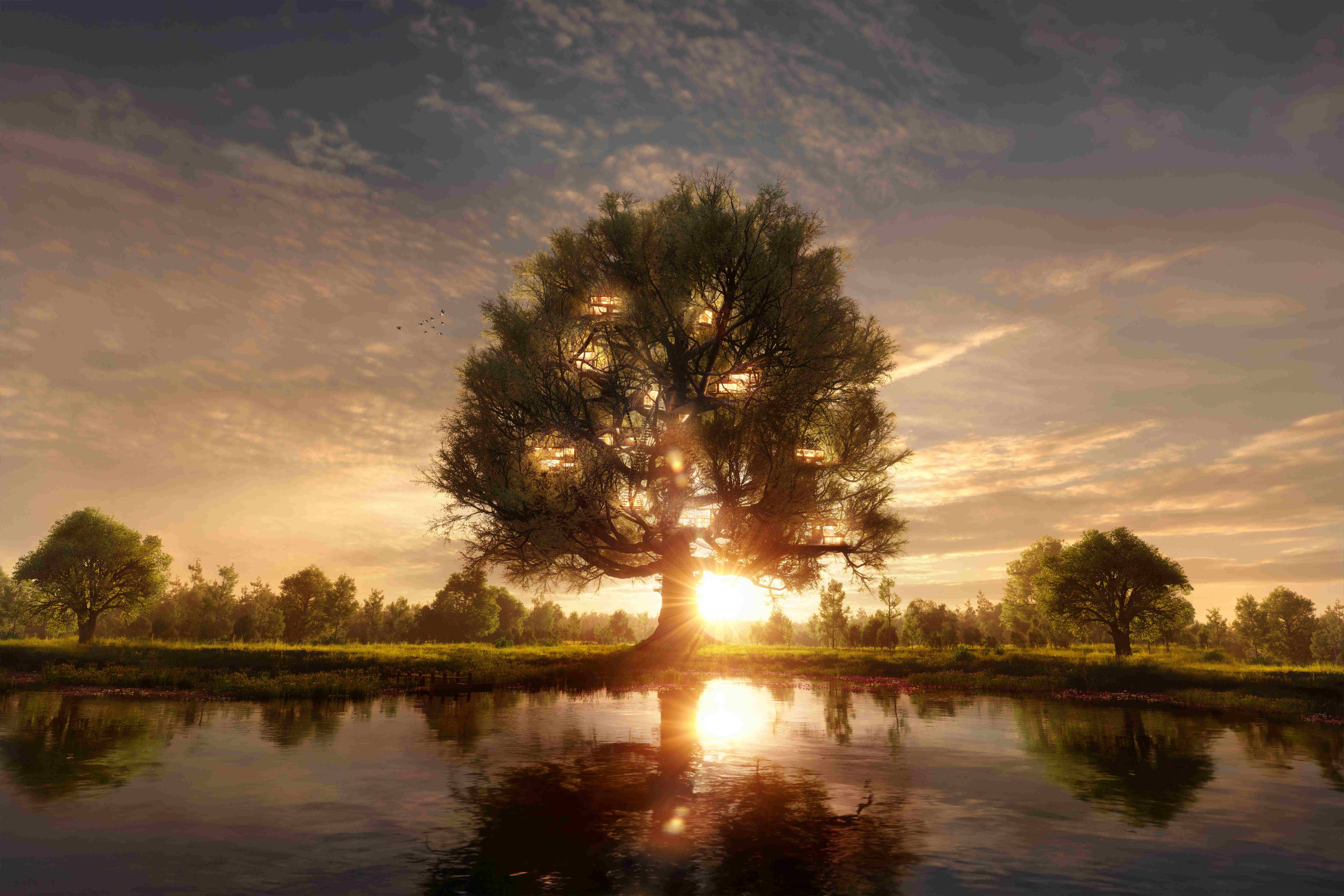 Giant oak tree with a sunrise behind it.