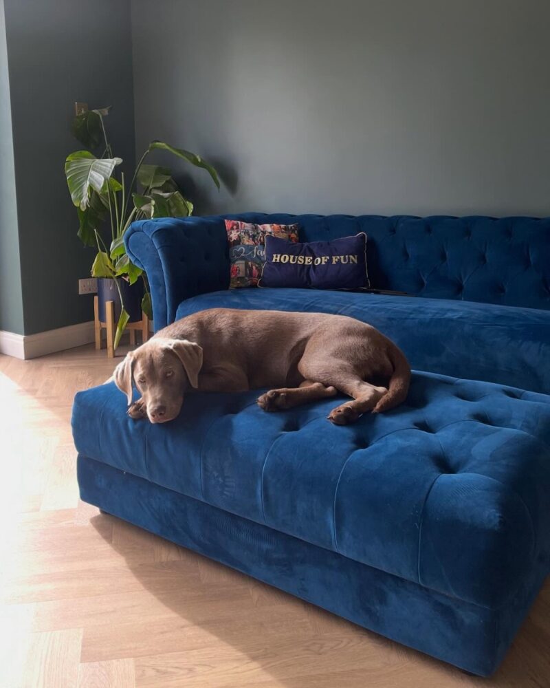 A sofa and footstool-living room furniture-blue velvet chesterfield style sofa and ottoman footstool-patterned cushions-grey blue walls-wooden floor-brown dog-potted houseplant